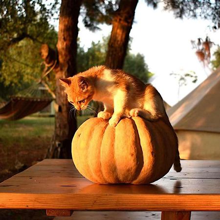 Glamping At A Lovely Tent In Skiaxtro- Marathopoli Villa Exterior foto